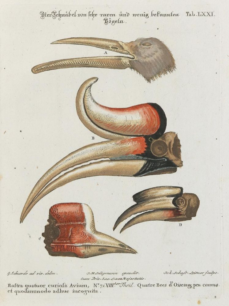 Große Abbildung Nr.1: 133-2446 Schnäblel.: (Varia, Zoologie, Vögel)