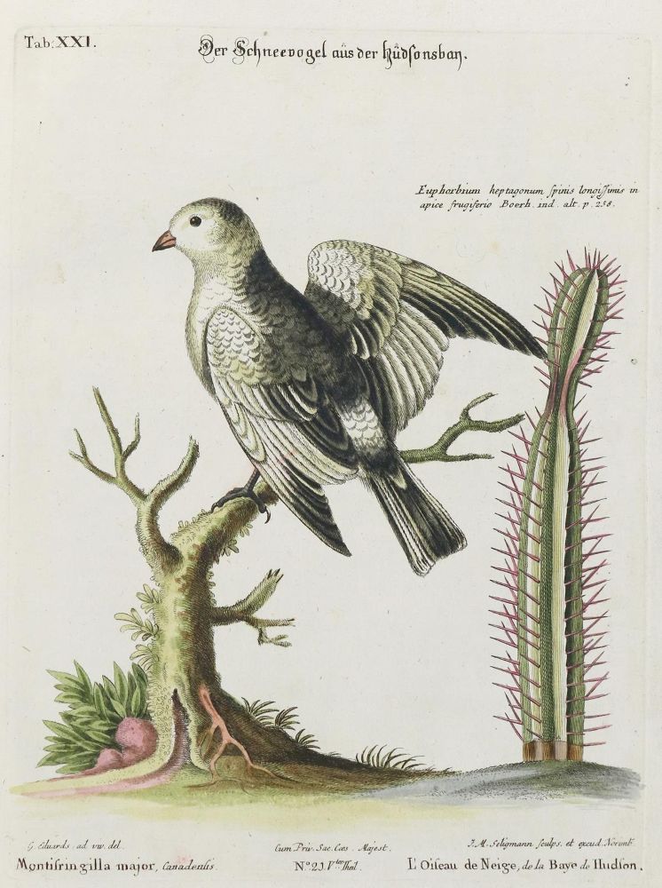 Große Abbildung Nr.1: 133-2447 Schneevogel.: (Varia, Zoologie, Vögel)