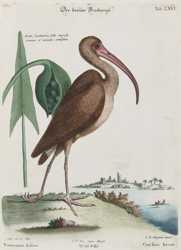 Große Abbildung Nr.1: 133-2448 Schnepfe.: (Varia, Zoologie, Vögel)