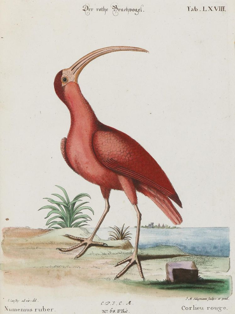 Große Abbildung Nr.1: 133-2449 Schnepfe.: (Varia, Zoologie, Vögel)