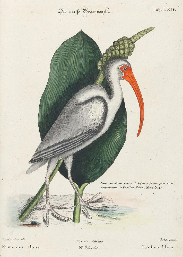 Große Abbildung Nr.1: 133-2450 Schnepfe.: (Varia, Zoologie, Vögel)