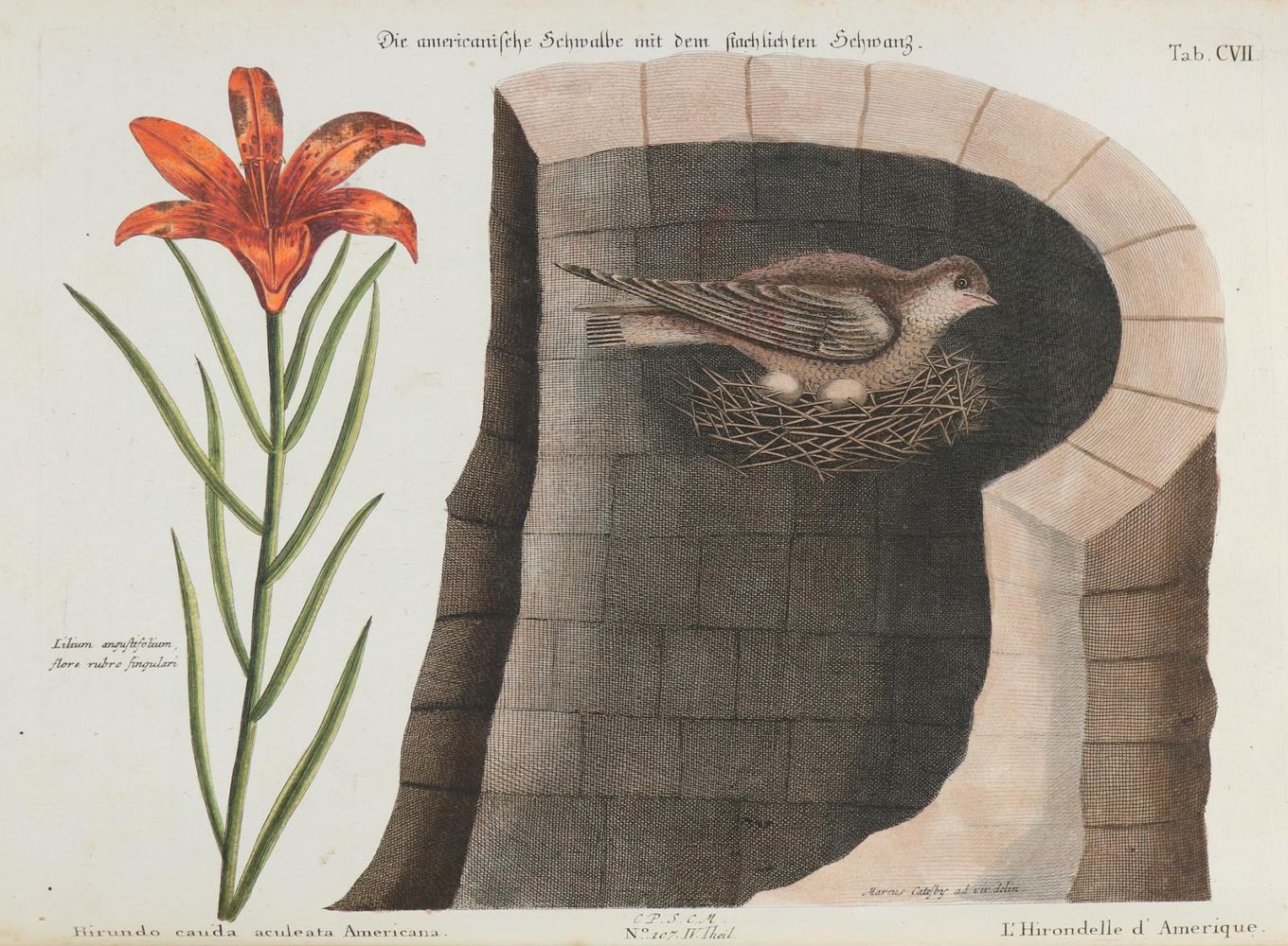Große Abbildung Nr.1: 133-2452 Schwalbe.: (Varia, Zoologie, Vögel)