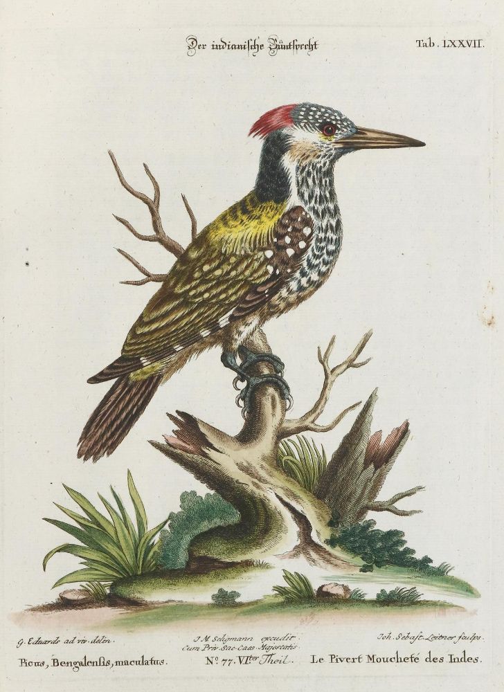 Große Abbildung Nr.1: 133-2460 Specht.: (Varia, Zoologie, Vögel)