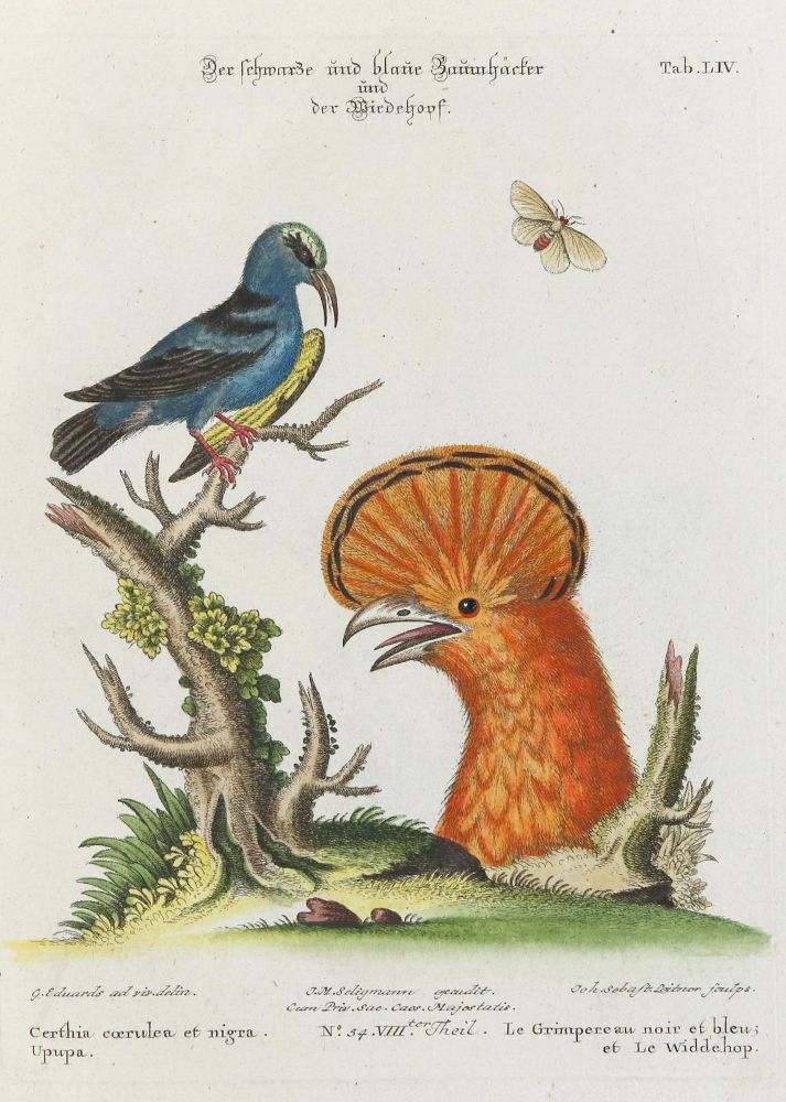 Große Abbildung Nr.1: 133-2462 Specht.: (Varia, Zoologie, Vögel)
