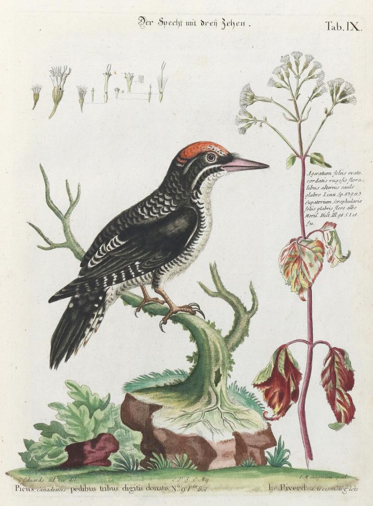 Große Abbildung Nr.1: 133-2463 Specht.: (Varia, Zoologie, Vögel)