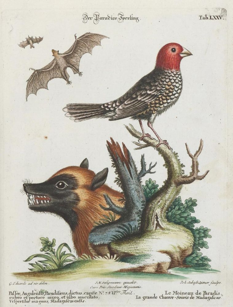Große Abbildung Nr.1: 133-2466 Sperling.: (Varia, Zoologie, Vögel)