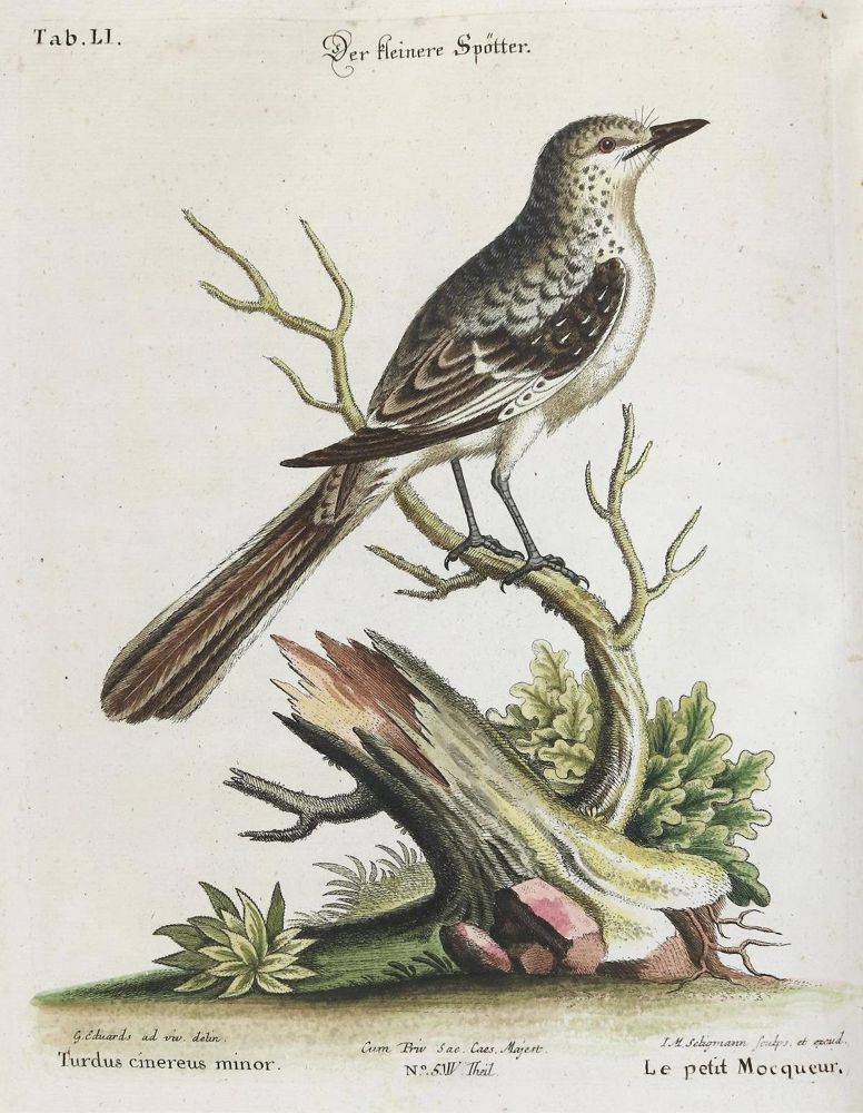 Große Abbildung Nr.1: 133-2467 Spötter.: (Varia, Zoologie, Vögel)