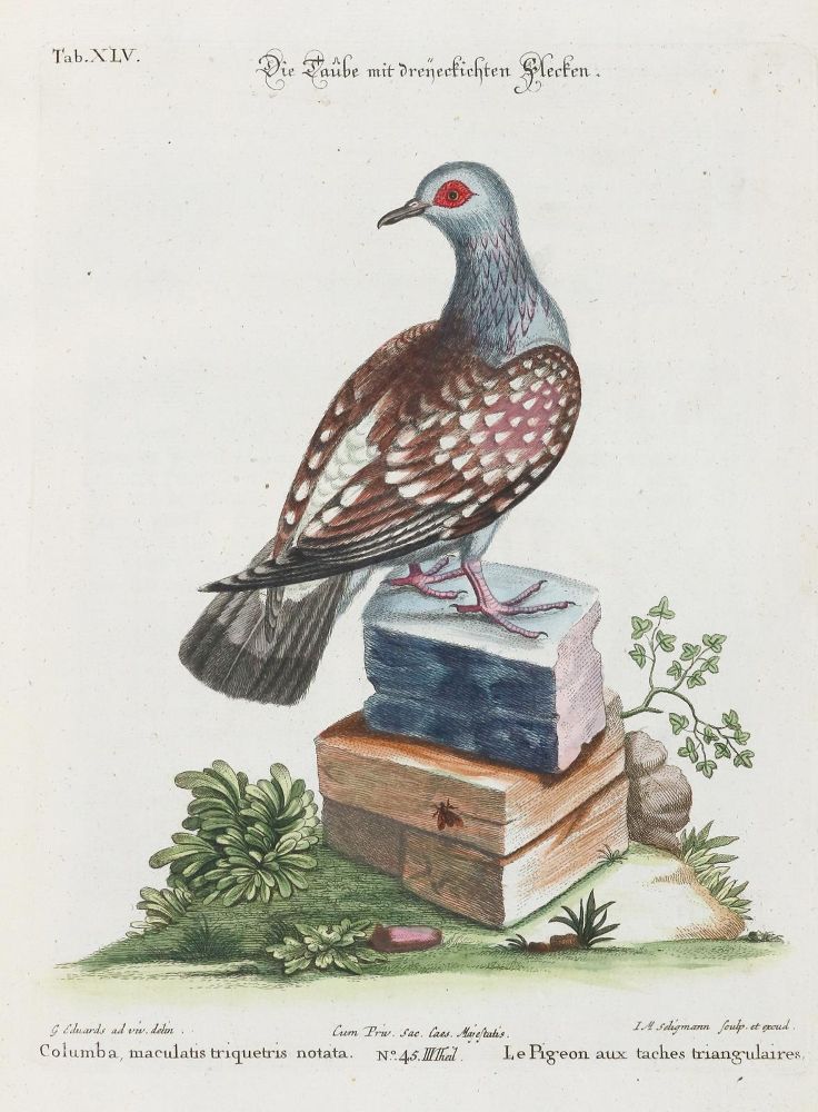 Große Abbildung Nr.1: 133-2474 Taube.: (Varia, Zoologie, Vögel)