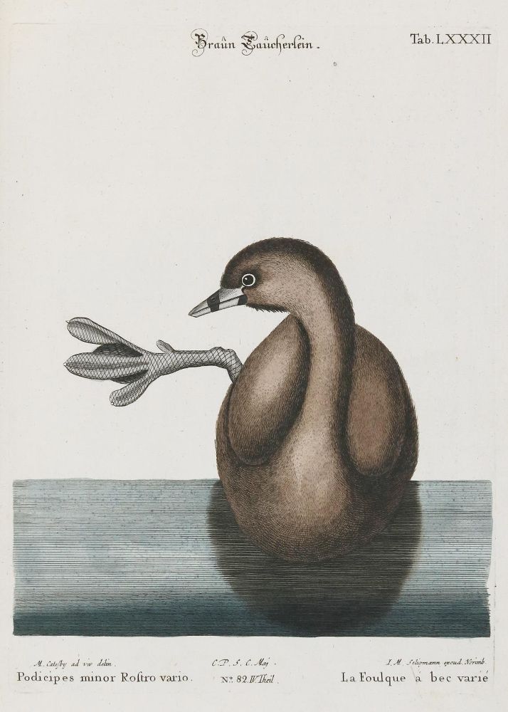 Große Abbildung Nr.1: 133-2475 Taucher.: (Varia, Zoologie, Vögel)