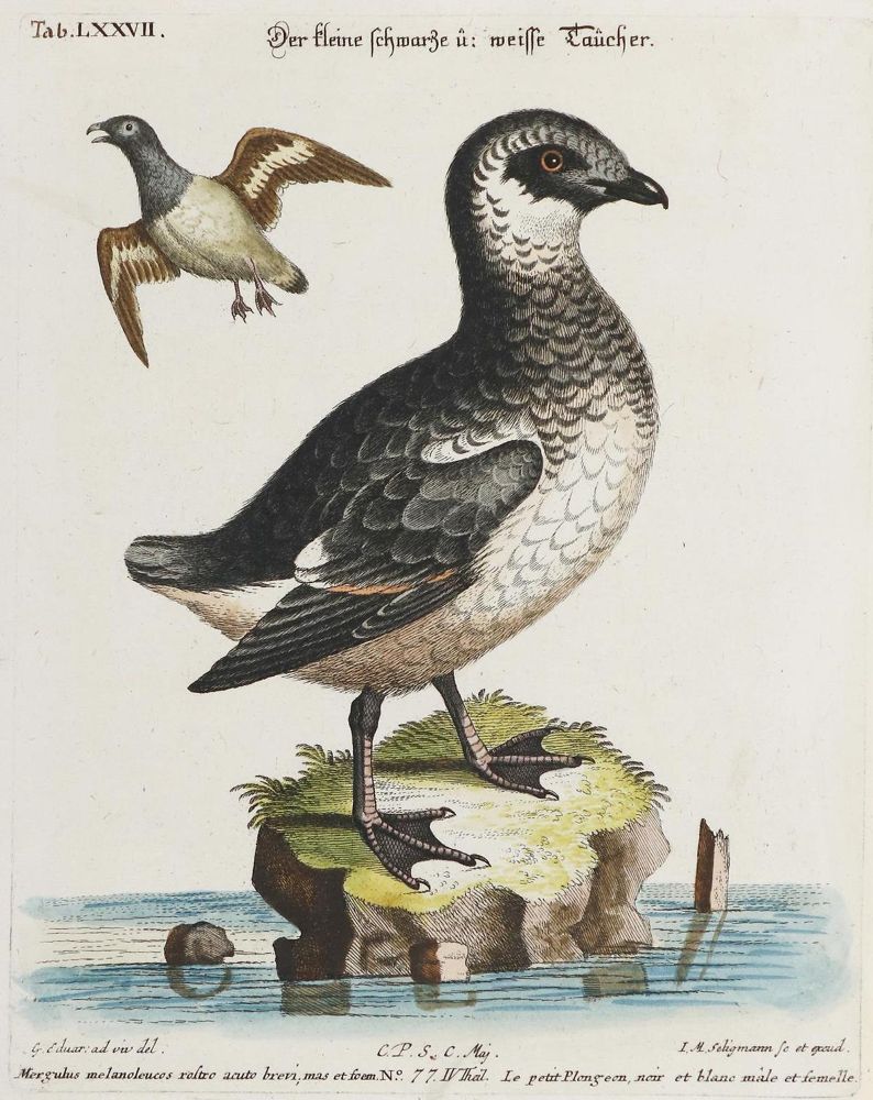 Große Abbildung Nr.1: 133-2477 Taucher.: (Varia, Zoologie, Vögel)