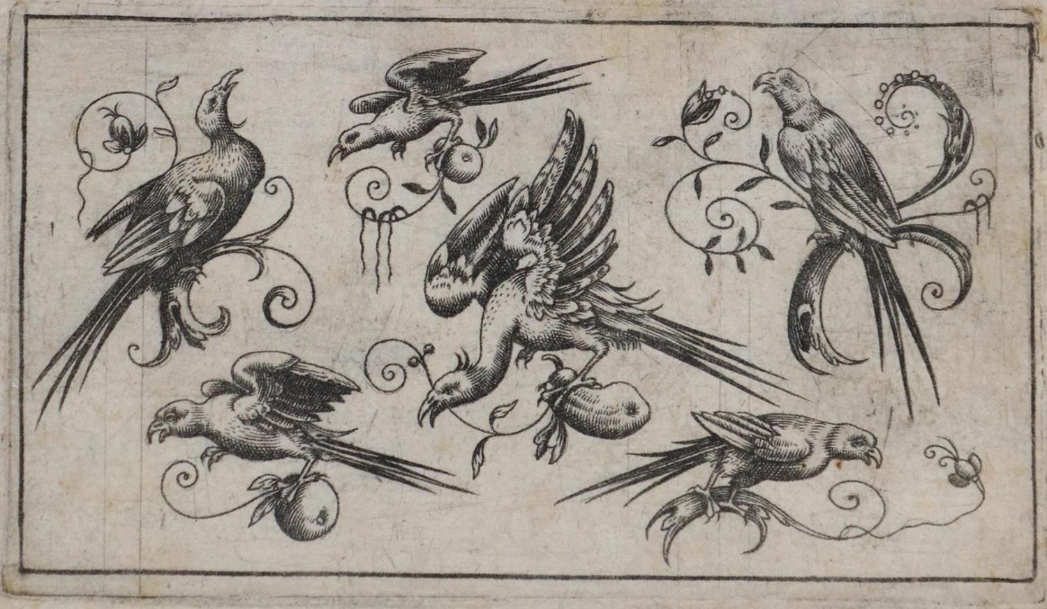 Große Abbildung Nr.1: 133-2481 Vögel.: (Varia, Zoologie, Vögel)