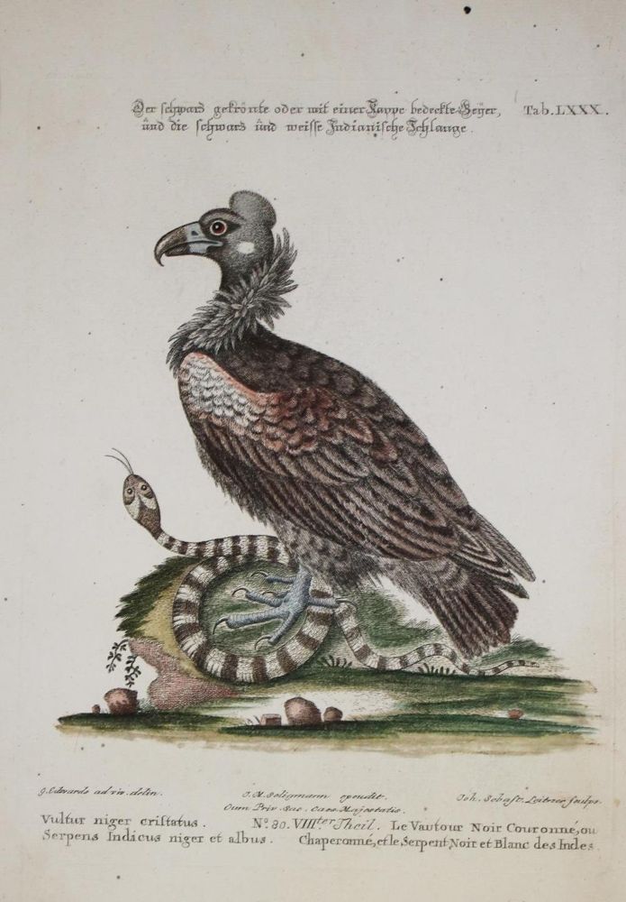 Große Abbildung Nr.1: 133-2486 Geier.: (Varia, Zoologie, Vogel)