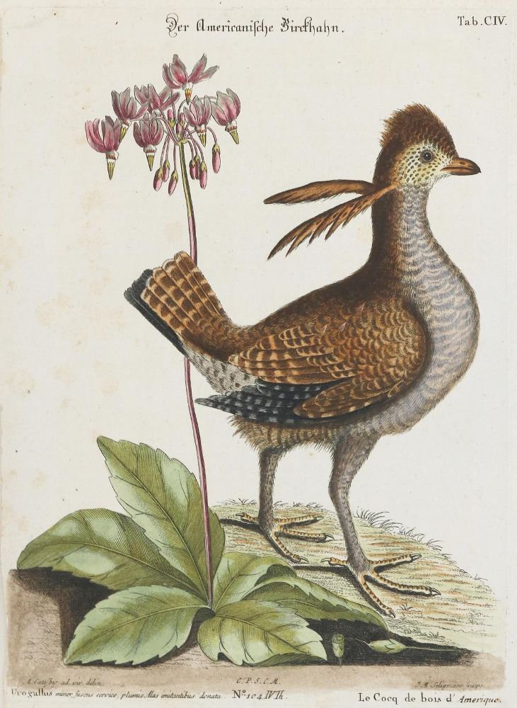 Große Abbildung Nr.1: 133-2487 Huhn.: (Varia, Zoologie, Vogel)