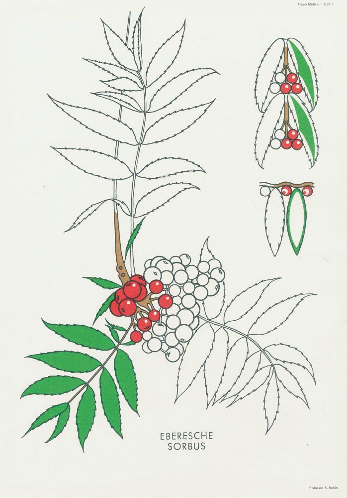 Große Abbildung Nr.1: 133-510 Bohla,A.: (Ornamente)
