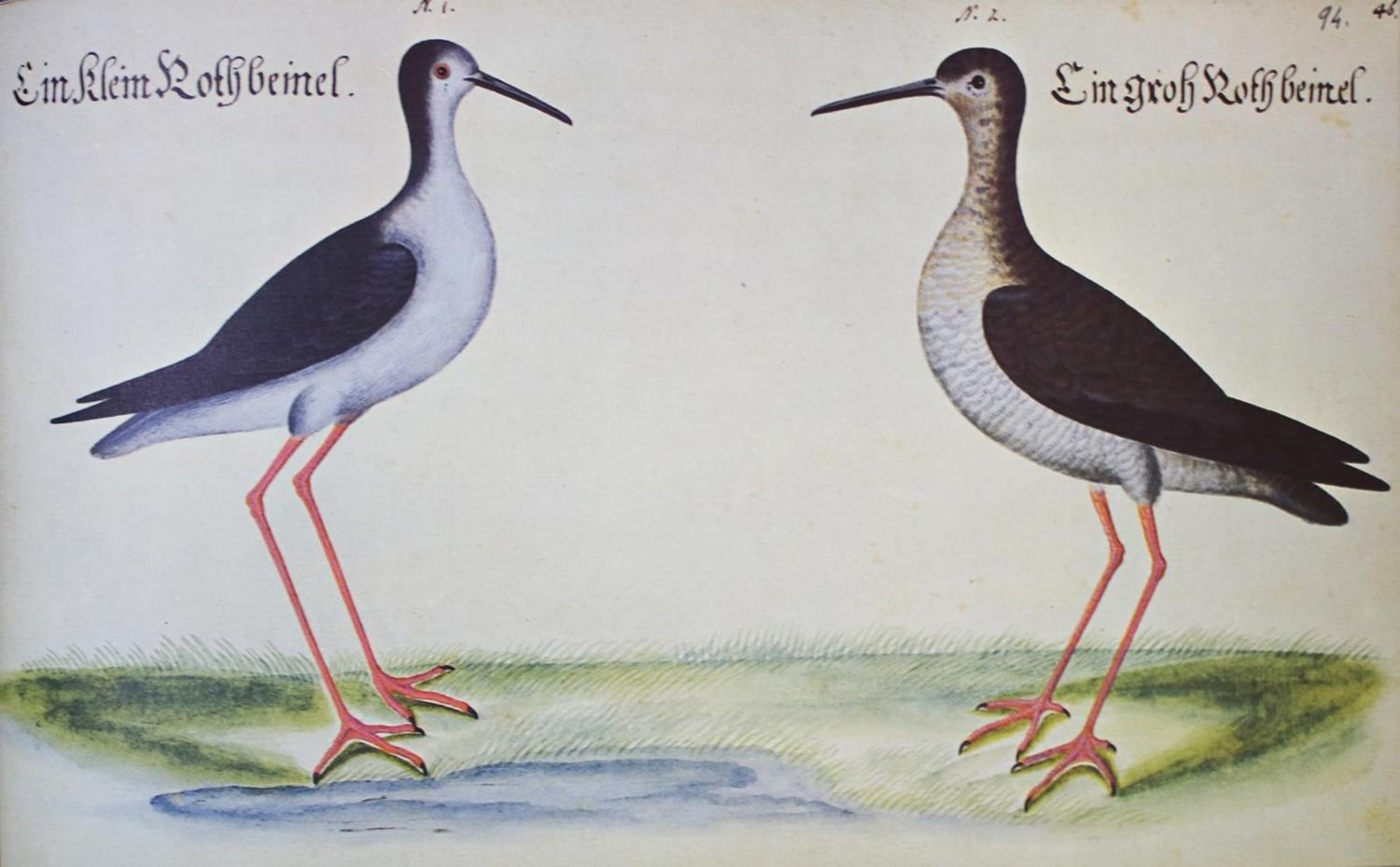 Große Abbildung Nr.3: 133-547 Baldner,L.: (Faksimile)