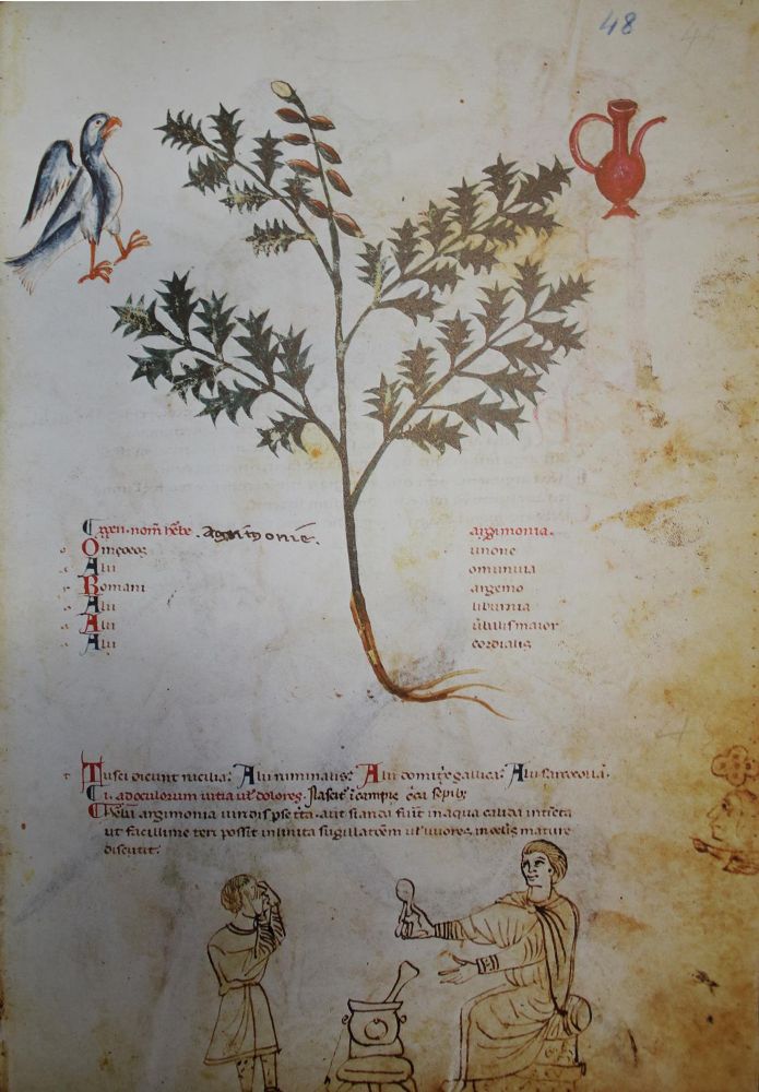 Große Abbildung Nr.2: 133-574 Medicina antiqua libri quattuor medecinae.: (Faksimile)