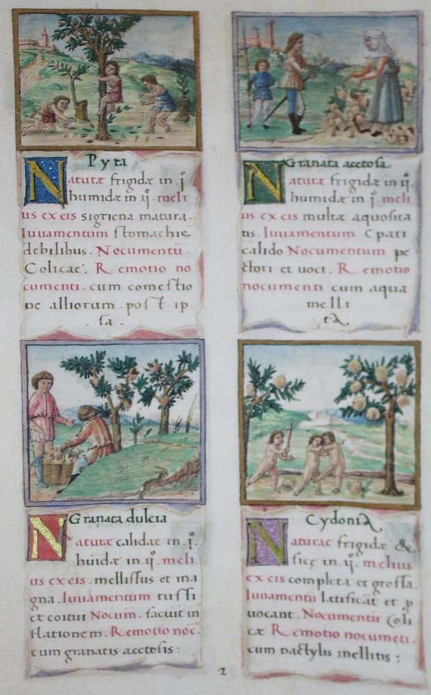 Große Abbildung Nr.1: 133-581 Tacuinum sanitatis.: (Faksimile)