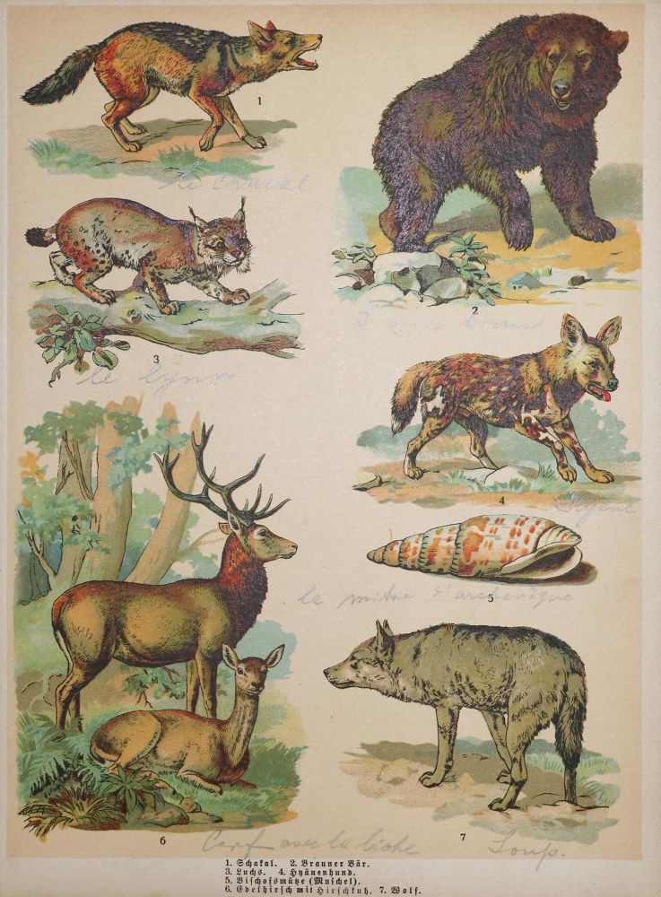 Große Abbildung Nr.1: 133-683 Schönstes Tierbilderbuch: (Kinder- und Jugendbücher)