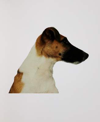 Bild Nr.1: 133-1097 Trockel,R.: (Photographie)