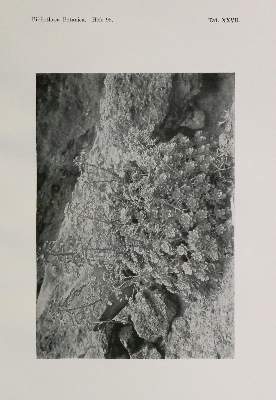 Bild Nr.2: 133-1174 Burchard,O.: (Botanik)
