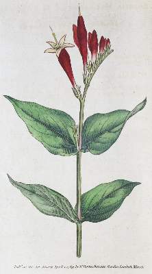 Bild Nr.1: 133-1175 Curtis,W.: (Botanik)