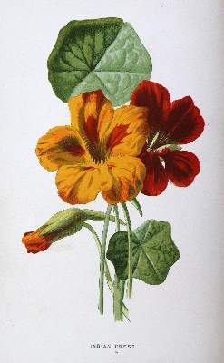 Bild Nr.2: 133-1178 Hibberd,S.: (Botanik)