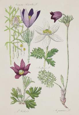 Bild Nr.1: 133-1179 Hoffmann,C.: (Botanik)