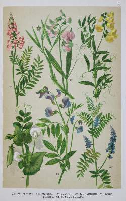 Bild Nr.2: 133-1179 Hoffmann,C.: (Botanik)