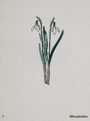 Bild Nr.1: 133-1181 Koch,R.: (Botanik)