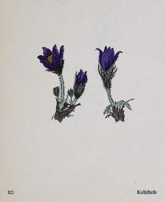 Bild Nr.2: 133-1181 Koch,R.: (Botanik)