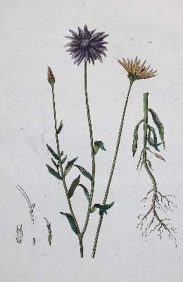 Bild Nr.1: 133-1185 Philibert,J.C.: (Botanik)
