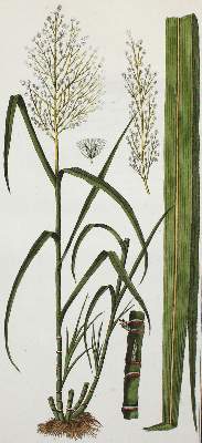 Bild Nr.2: 133-1185 Philibert,J.C.: (Botanik)
