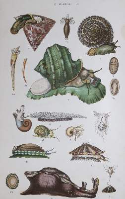 Bild Nr.1: 133-1233 Adam,V.: (Zoologie)