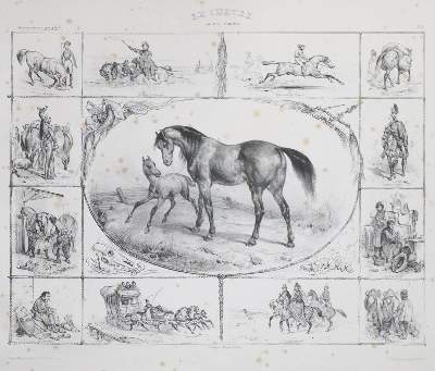 Bild Nr.2: 133-1233 Adam,V.: (Zoologie)