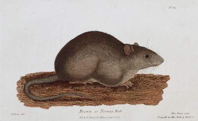 Bild Nr.1: 133-1234 Bingley,W.: (Zoologie)