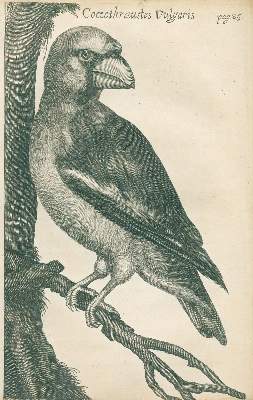 Bild Nr.1: 133-1239 Charleton,W.: (Zoologie)