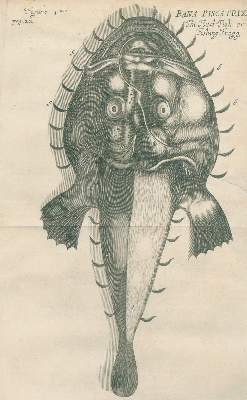 Bild Nr.2: 133-1239 Charleton,W.: (Zoologie)