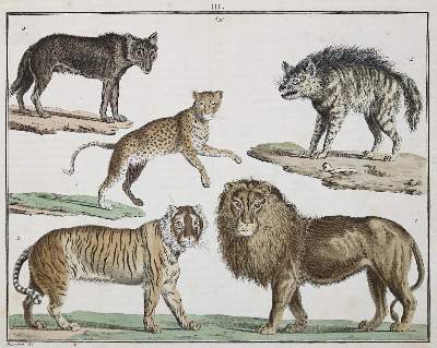 Bild Nr.1: 133-1245 Funke,(C.P.).: (Zoologie)