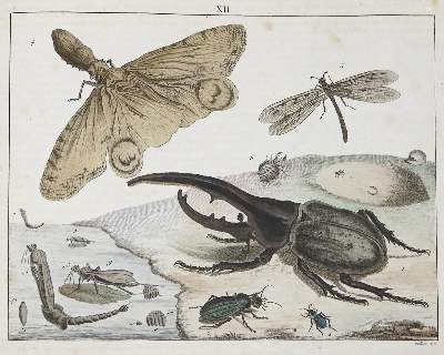 Bild Nr.2: 133-1245 Funke,(C.P.).: (Zoologie)