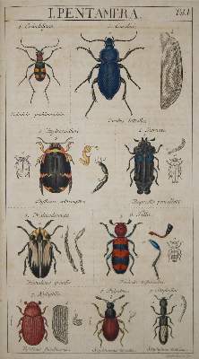 Bild Nr.2: 133-1251 Sturm,J.: (Zoologie, Insekten)