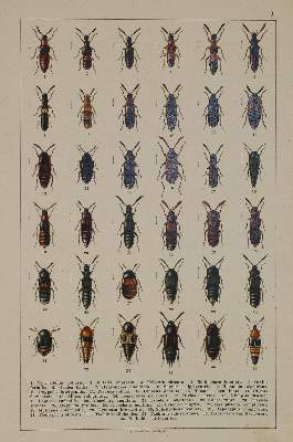 Bild Nr.1: 133-1255 Konvolut von: (Zoologie)