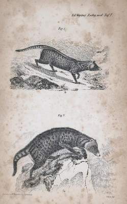 Bild Nr.1: 133-1259 Martiny,E.: (Zoologie)