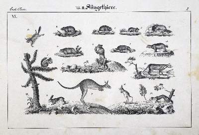 Bild Nr.1: 133-1262 Naturhistorische Bildersammlung: (Zoologie)