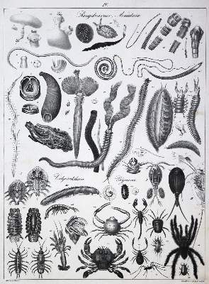 Bild Nr.8: 133-1262 Naturhistorische Bildersammlung: (Zoologie)