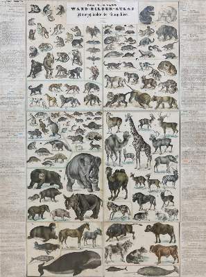 Bild Nr.1: 133-1267 Wand-Bilder-Atlas.: (Zoologie, Säugetiere)