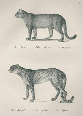 Bild Nr.1: 133-1273 Schinz,H.R.: (Zoologie)