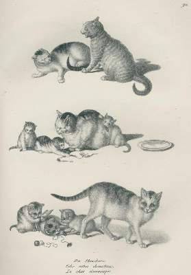Bild Nr.3: 133-1273 Schinz,H.R.: (Zoologie)