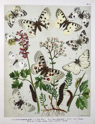 Bild Nr.1: 133-1274 Berge,F.: (Zoologie, Schmetterlinge)