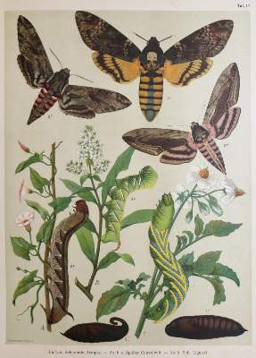 Bild Nr.2: 133-1274 Berge,F.: (Zoologie, Schmetterlinge)
