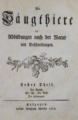 Bild Nr.1: 133-1277 (Schreber,J.C.D.).: (Zoologie)
